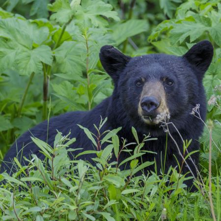 Living with Black Bears
