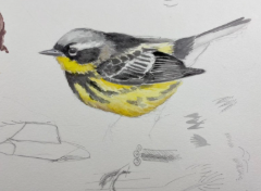 Creative Aging: Bird Drawing