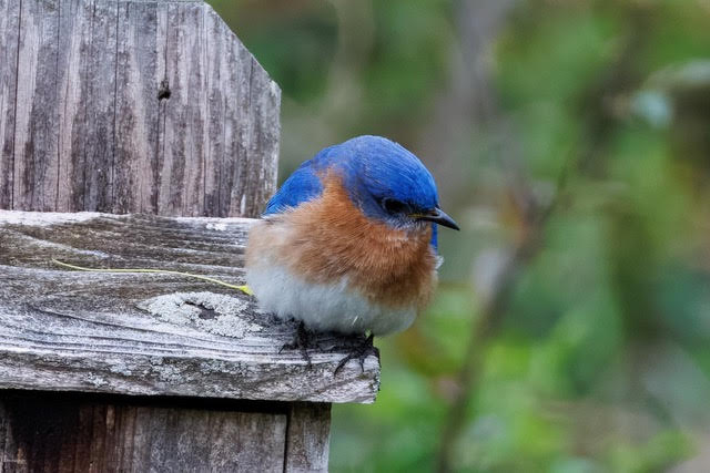 Birding 101 With Bedford Audubon