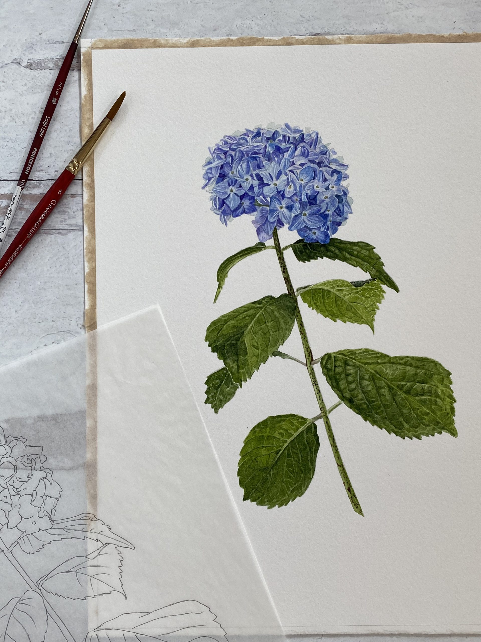 Botanical Art Workshop