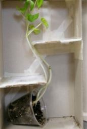 Create With Christa: Maze Plant Growing