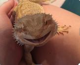 ZOOM with Mr. Pickles the Bearded Dragon