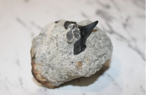 Shark Week: Shark Archaeology