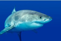 Shark Week: Shark Skin Activity